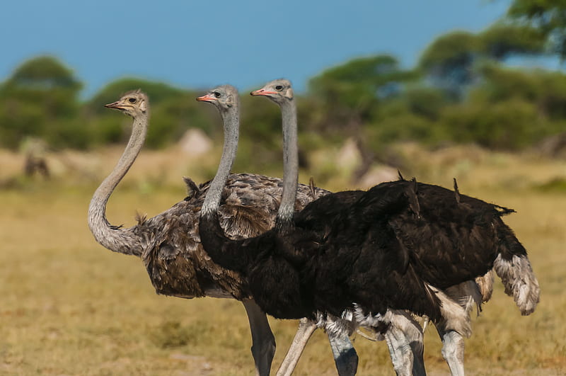 Ostrich, bird, africa, animal, HD wallpaper