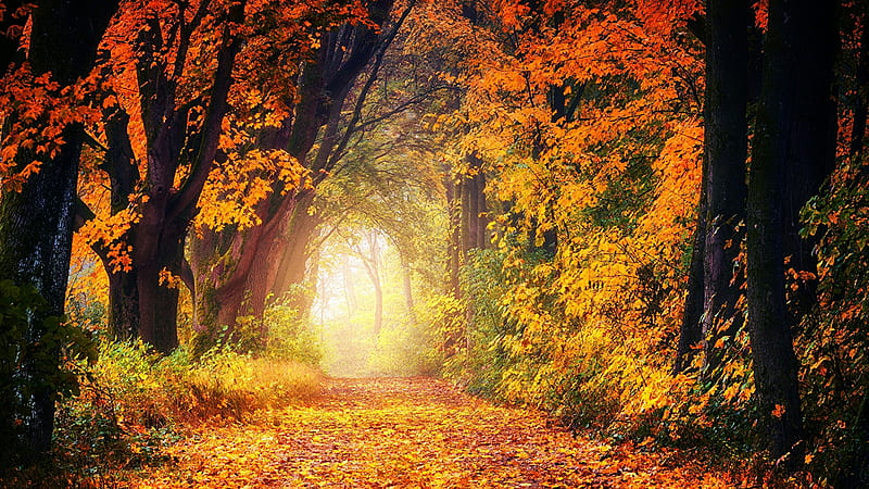Autumn Trail, leaf, foliage, autumn, footpath, nature, trees, HD wallpaper