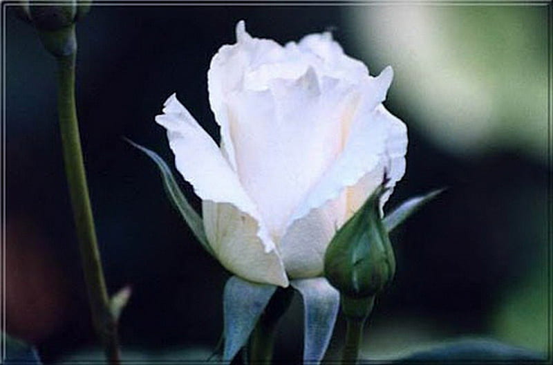 rose blanche, blanche, belle, rose, petite, HD wallpaper