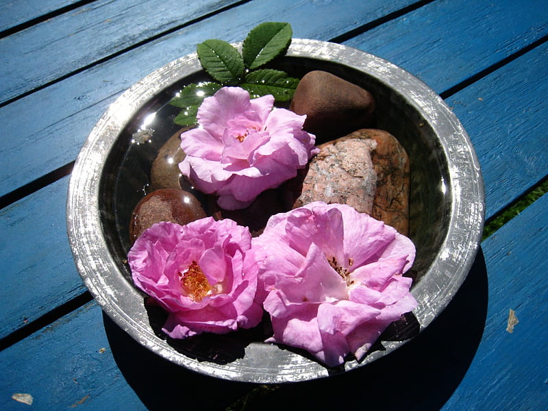 Rose Arrangement, table, water, stones, roses, pink, bowl, HD wallpaper