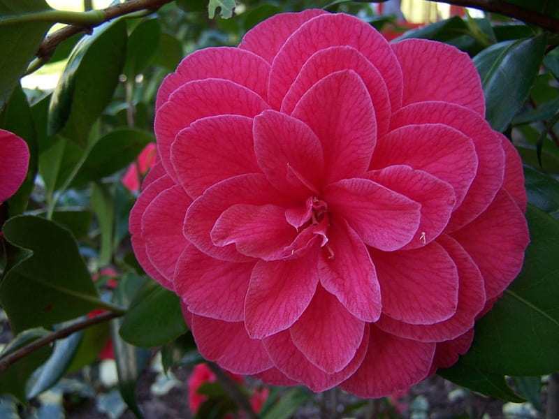 Hermosa camelia, flor, naturaleza, bonito, camelia, Fondo de pantalla HD |  Peakpx