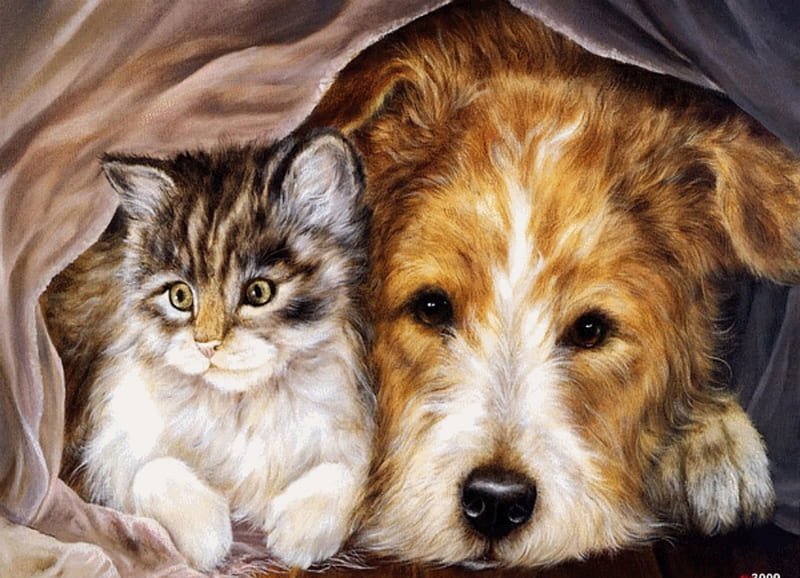 Bestys, cover, pets, cat, kitten, animals, dog, HD wallpaper
