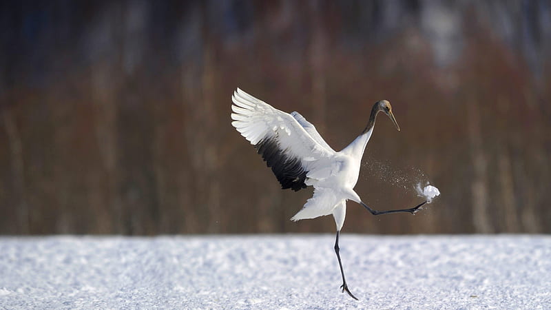 Japanese Crane, wings, bird, pasari, black, white, iarna, winter, HD wallpaper