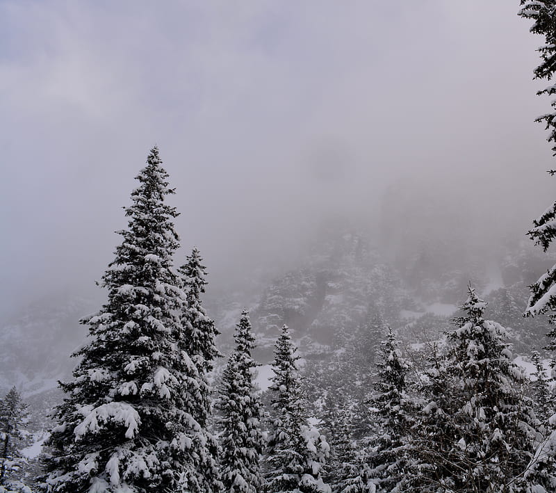 Rila Landscape, fog, mist, mount, mountain, snow, trees, HD wallpaper