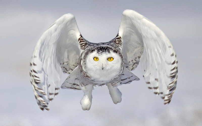 White owl, close-up, flying bird, Snowy Owl, owl, Bubo scandiacus, HD wallpaper