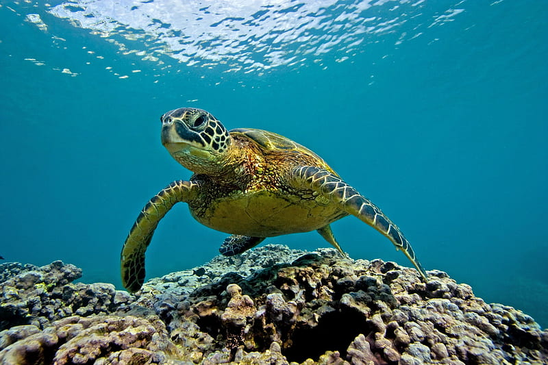 Marine Turtle Hawaii, reef, dive, snorkel, sea, lagoon, marine, aqua, swimming, blue, scuba, underwater, islands, ocean, hawaii, turtle, coral, leatherback, diving, paradise, swim, island, tropical, hawaiian, HD wallpaper