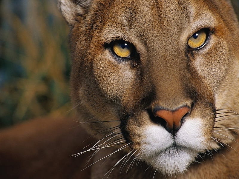The face of the Puma, green eyes, face, mountain lion, cat, hunter, HD wallpaper