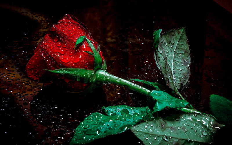 roses, water drops, dew, red rose, close-up, HD wallpaper