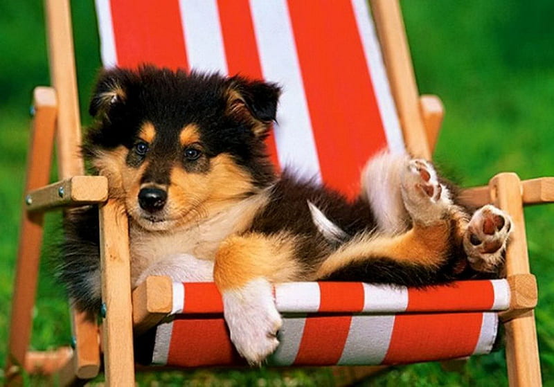 Having a rest, pretty, rest, sunbed, lovely, relax, bonito, adorable, sweet, cute, nice, lazy, summer, collie, puppy, dog, HD wallpaper