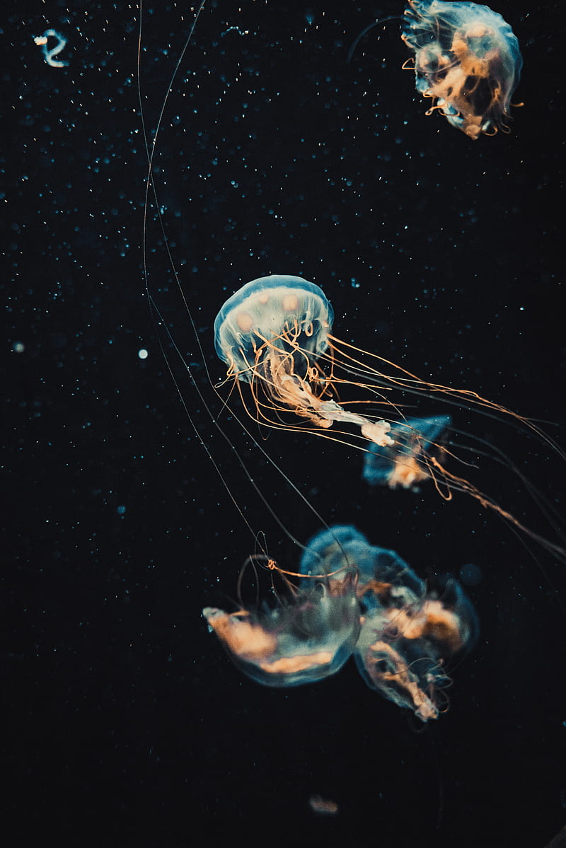 jellyfish, tentacles, water, bonito, dark, HD phone wallpaper