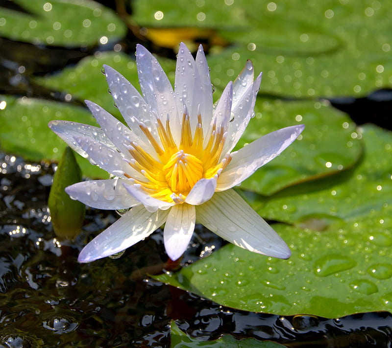 Water Lily, drops, flower, leaves, lily, pond, water, HD wallpaper
