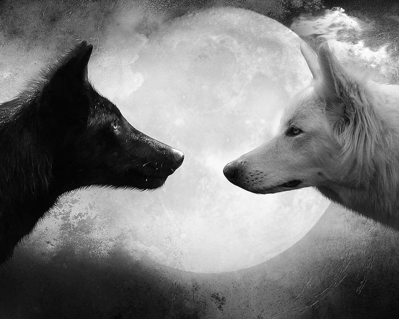 Twilight, animal, dark, moon, night, wolf, wolves, HD wallpaper