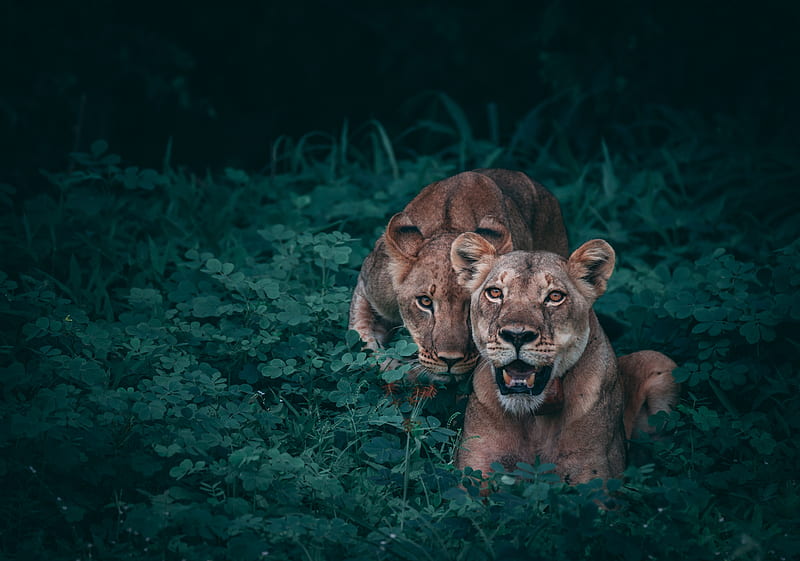 Female Lions, Big Cat, Lion, Animal, Lions, HD wallpaper