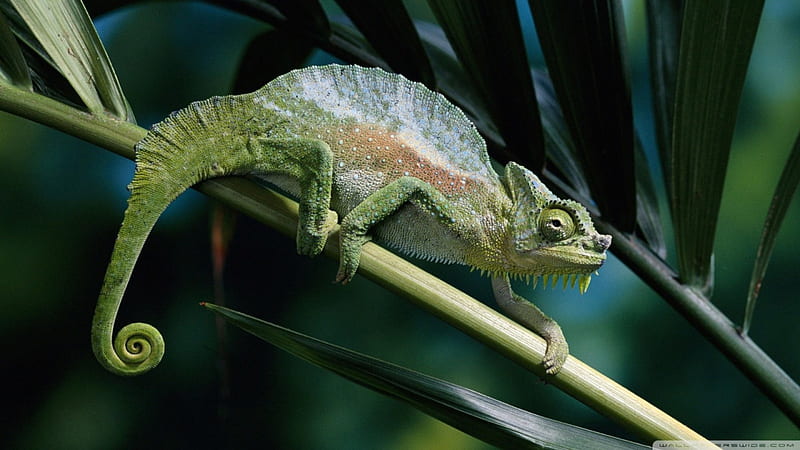 four horned chameleon, lizard, chameleon, green, leaf, HD wallpaper