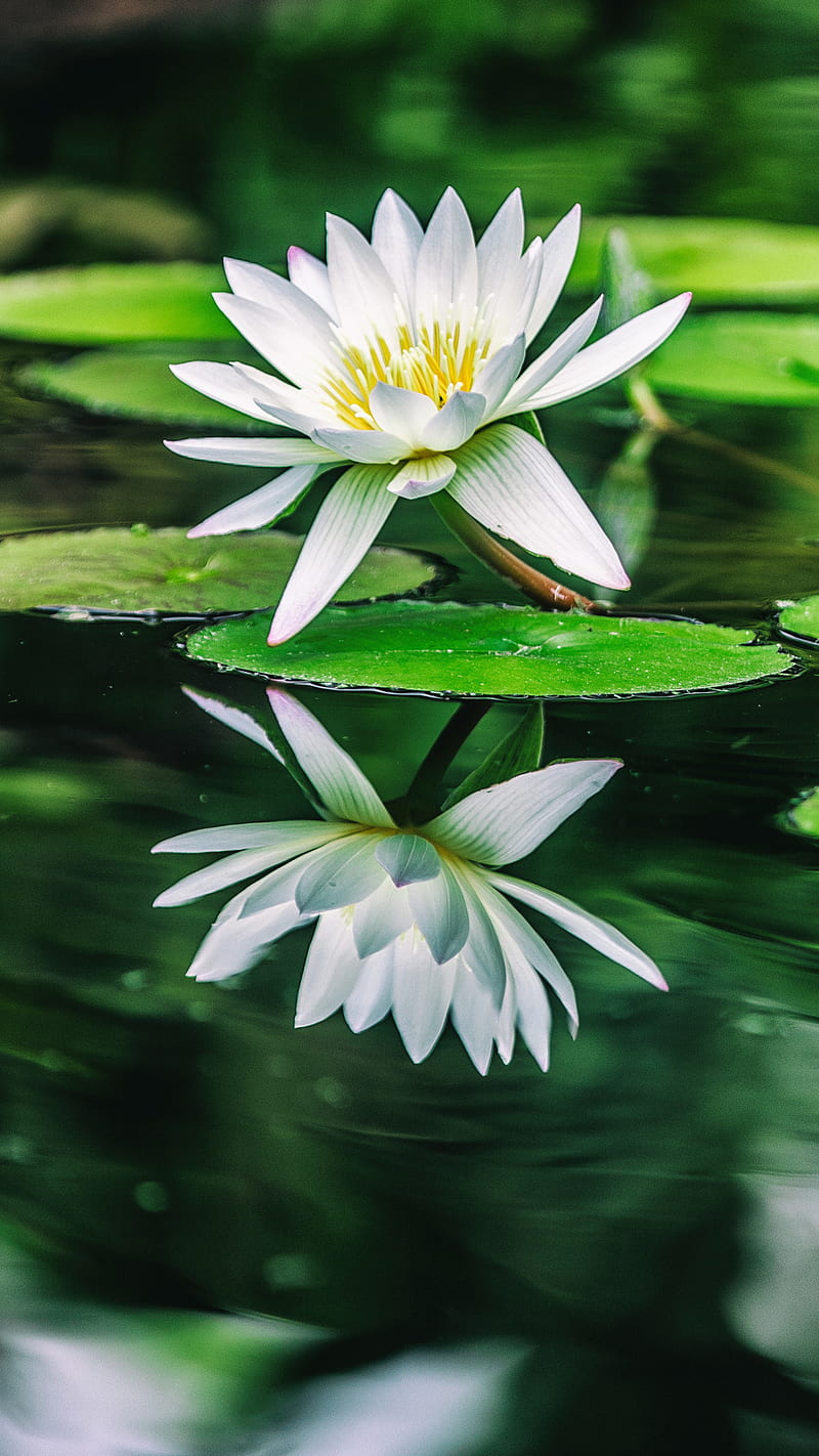 Water Lily, flowers, water lilies, nature, water lily, HD phone wallpaper |  Peakpx