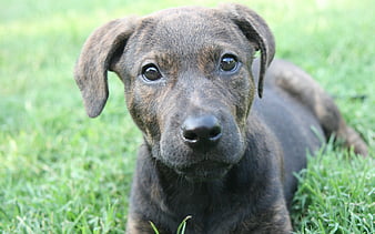 Blue Lacy puppy, muzzle, pets, cute animals, brown dog, dogs, Blue Lacy ...