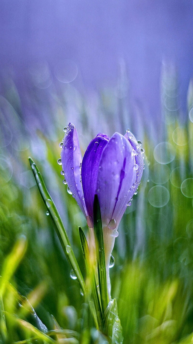 Purple flower, droplets, green, nature, plants, purple tulip, rain, tulip, waterdrops, HD phone wallpaper