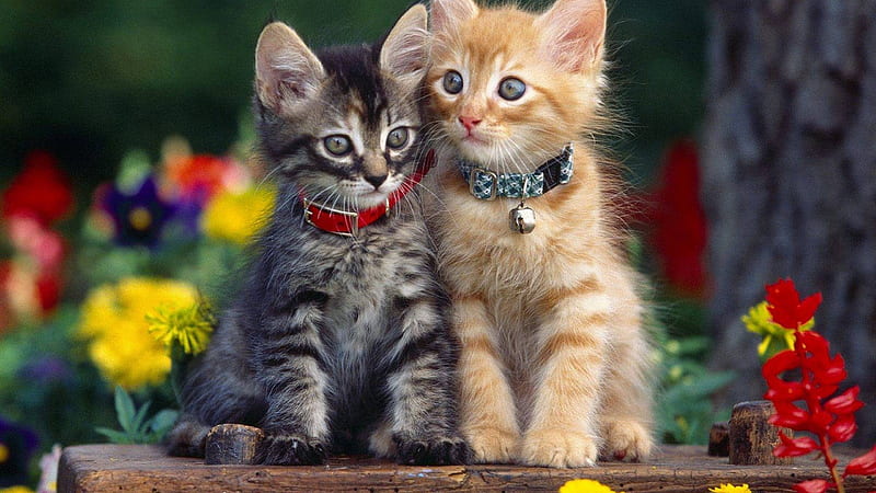 Cute Kittens Sitting On Wood Kitten, HD wallpaper