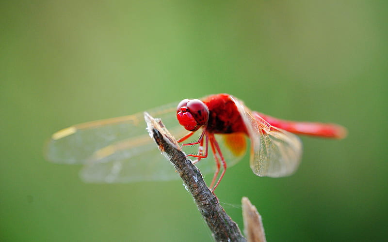 Summer brilliant-Macro graphy-Red Dragonfly 01, HD wallpaper
