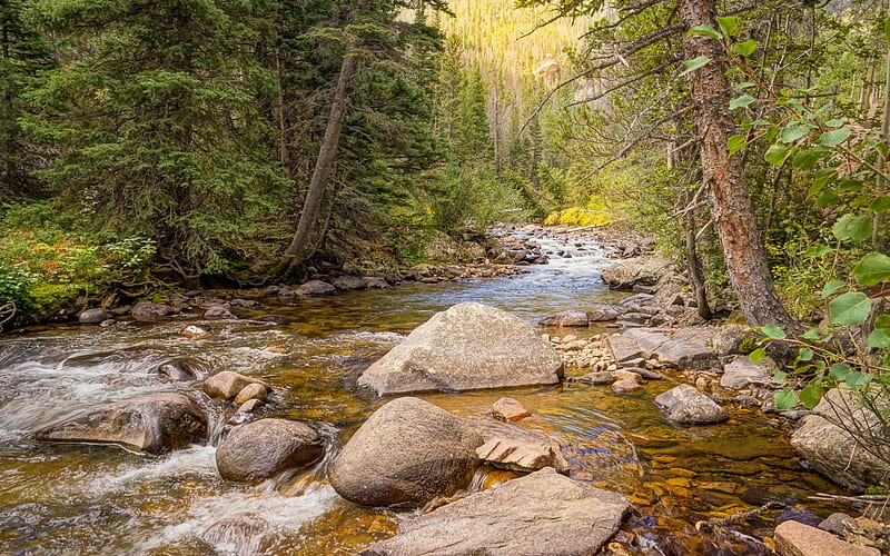 mountain river, forest, autumn, mountains, Banff National Park, Rocky Mountain, Canada, HD wallpaper