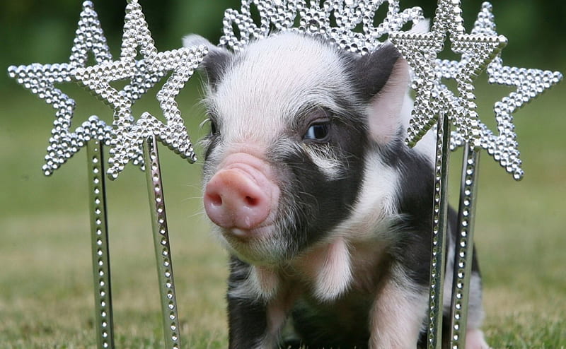 Piglet princess, glitter, black, animal, cute, spot, piglet, white, princess, pink, star, HD wallpaper