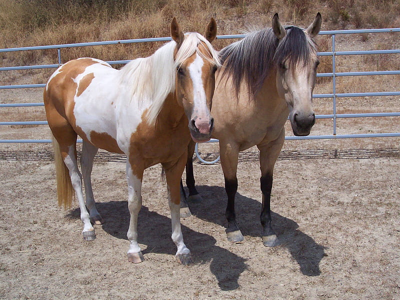 Love Horses, brown horses, horses in love, nature, pinto horses, animals, HD wallpaper