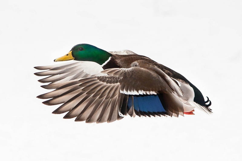 Mallard in flight, mallard, duck, bird, flight, HD wallpaper