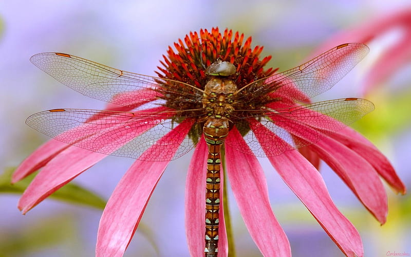 Dragonfly, red, wings, macro, flower, insect, petals, pink, HD wallpaper