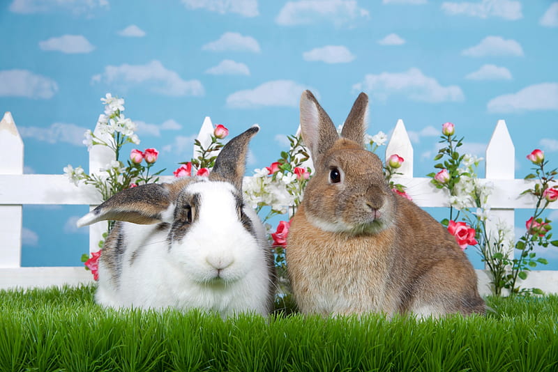 Bunnies, fence, rabbit, green, easter, white, blue, animal, couple, HD wallpaper