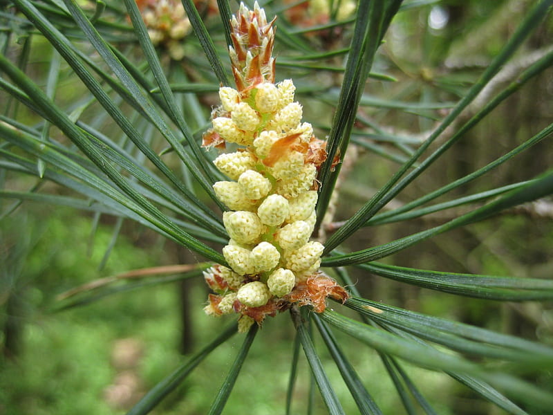 unripe pine cone, forest, nature, graphy, trees, HD wallpaper