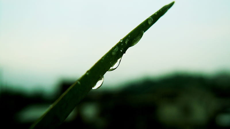 Droplets on a blade of leaf, gloomy, rain, droplets, leaf, HD wallpaper