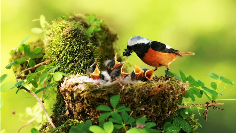 Feed me:), nests, birds, babies, trees, animals, landscape, HD wallpaper
