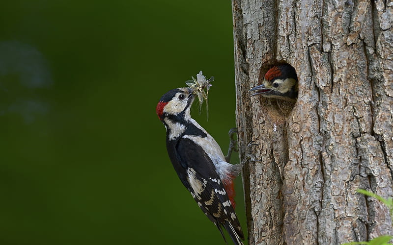 Woodpeckers, birds, tree, nest, HD wallpaper