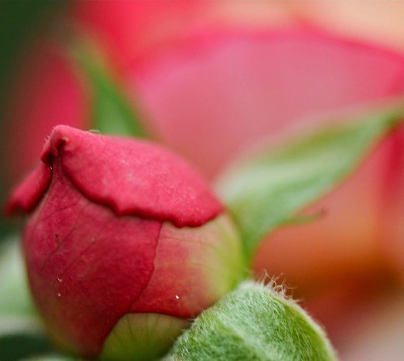 KISS FROM A ROSE, flower, rose, bud, pink, HD wallpaper Peakpx