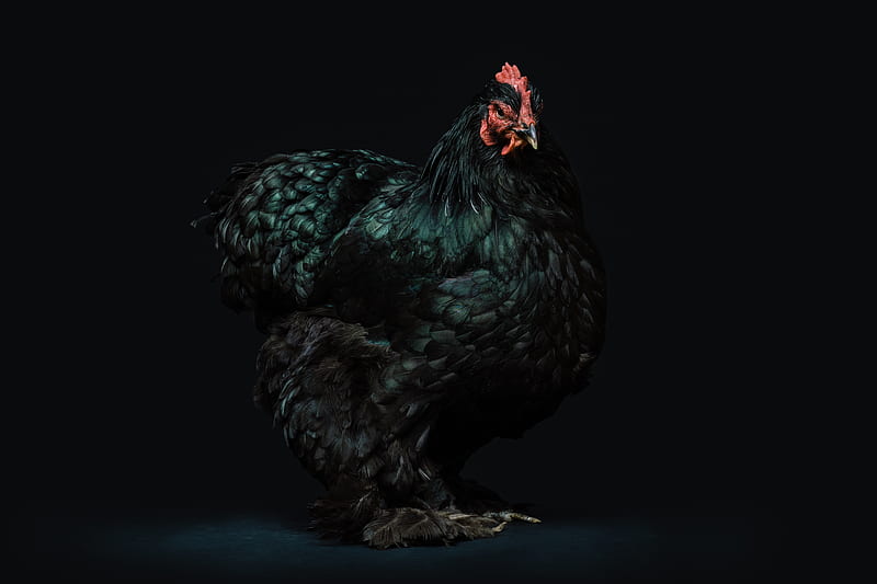 black hen, HD wallpaper