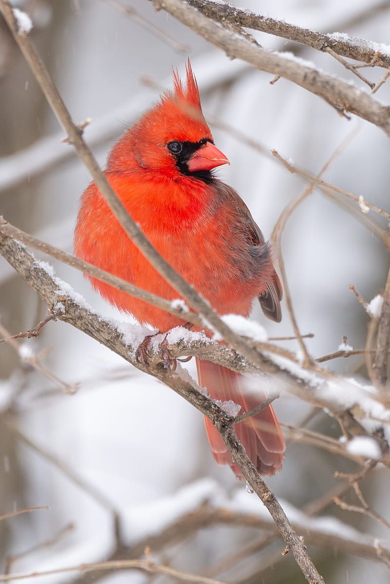 red cardinal, bird, branch, HD phone wallpaper