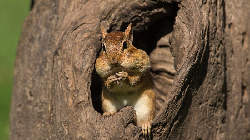 Squirrel Is Standing On Tree Hole Squirrel, HD wallpaper