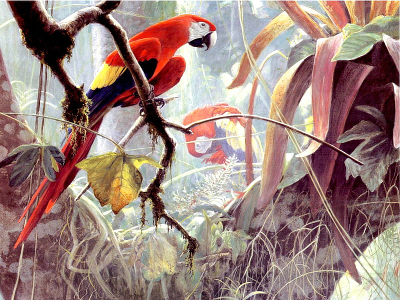 BEAUTIFUL JUNGLE, Painting, BatemanRobert, Belize Jungle, Scarlet Macaws, HD wallpaper