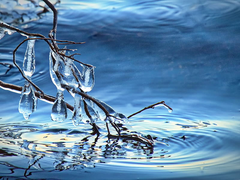 branch, ice, water, macro, HD wallpaper