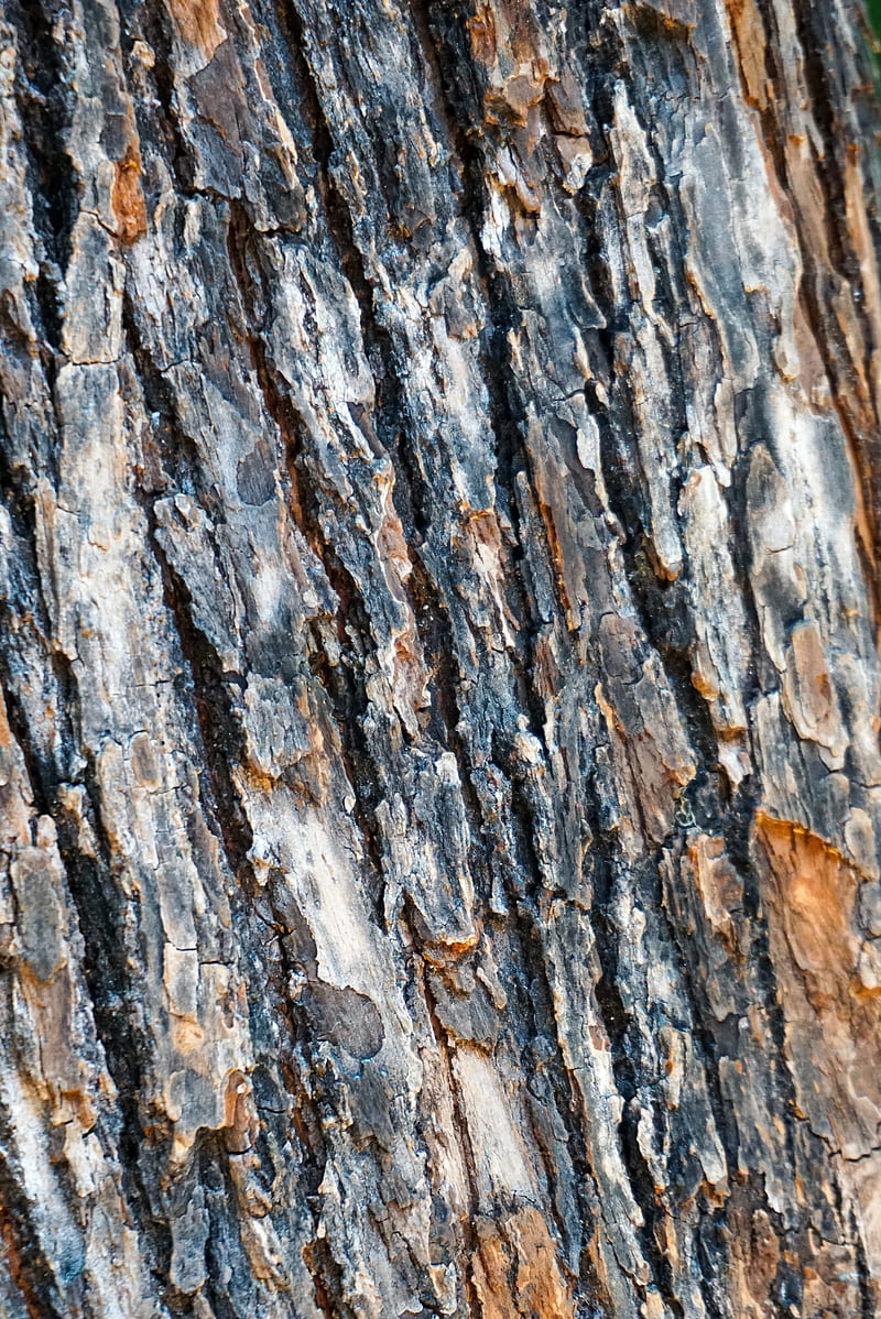 bark, spruce, tree, texture, HD phone wallpaper