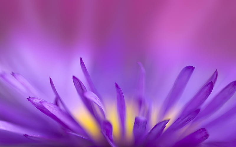 delicate purple petals-Natural plant macro, HD wallpaper