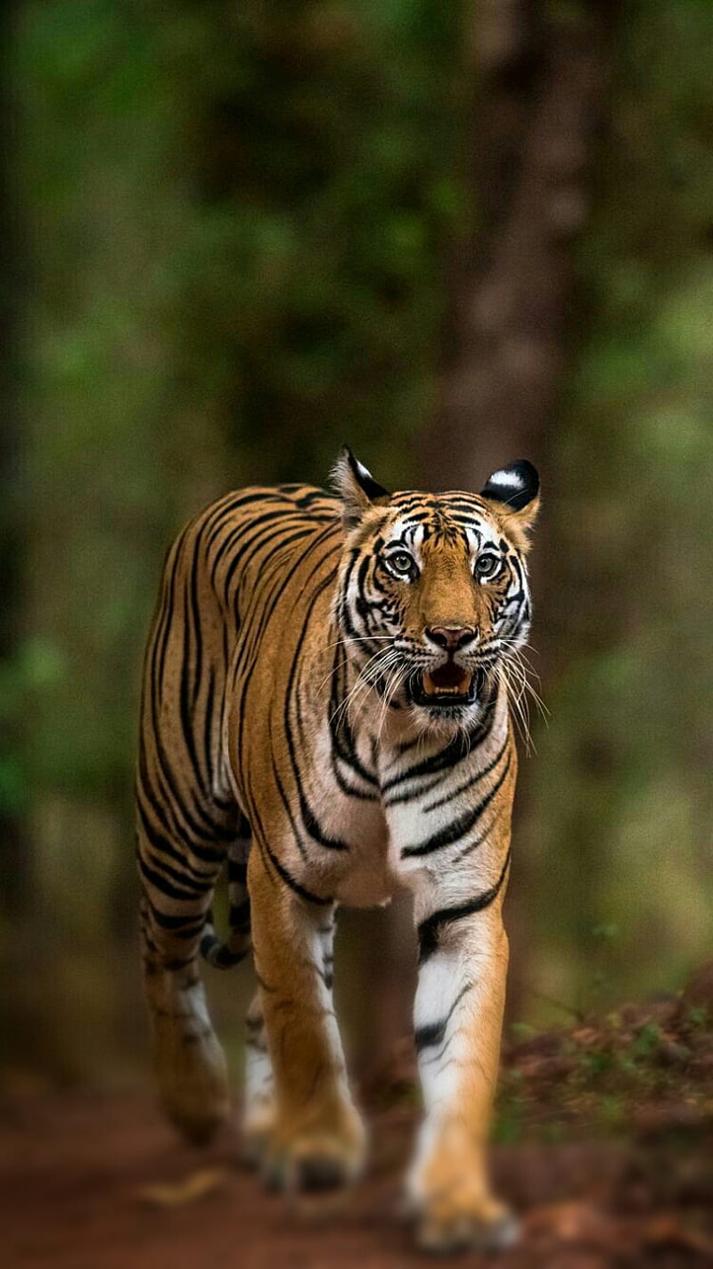 HD wild bengal tiger wallpapers | Peakpx