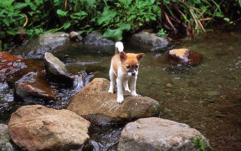 Puppy Shiba Inus Outdoor adventure-Lovely Puppies, HD wallpaper | Peakpx