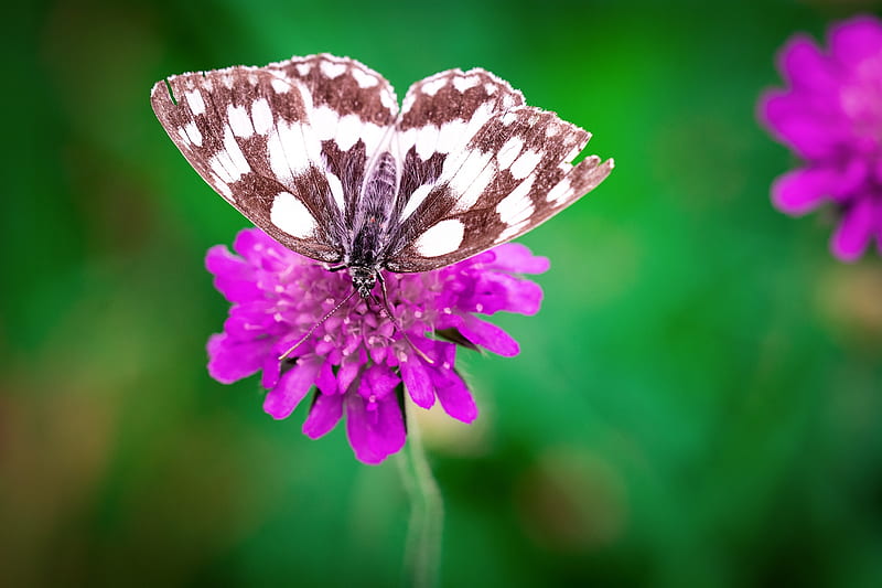 White Brown Butterfly Perched on Purple Flower, HD wallpaper
