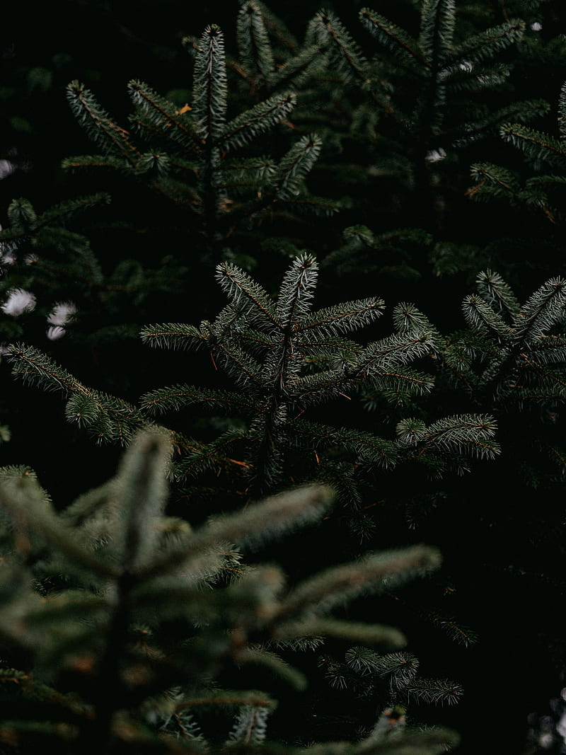 pine, branches, tree, needles, green, HD phone wallpaper