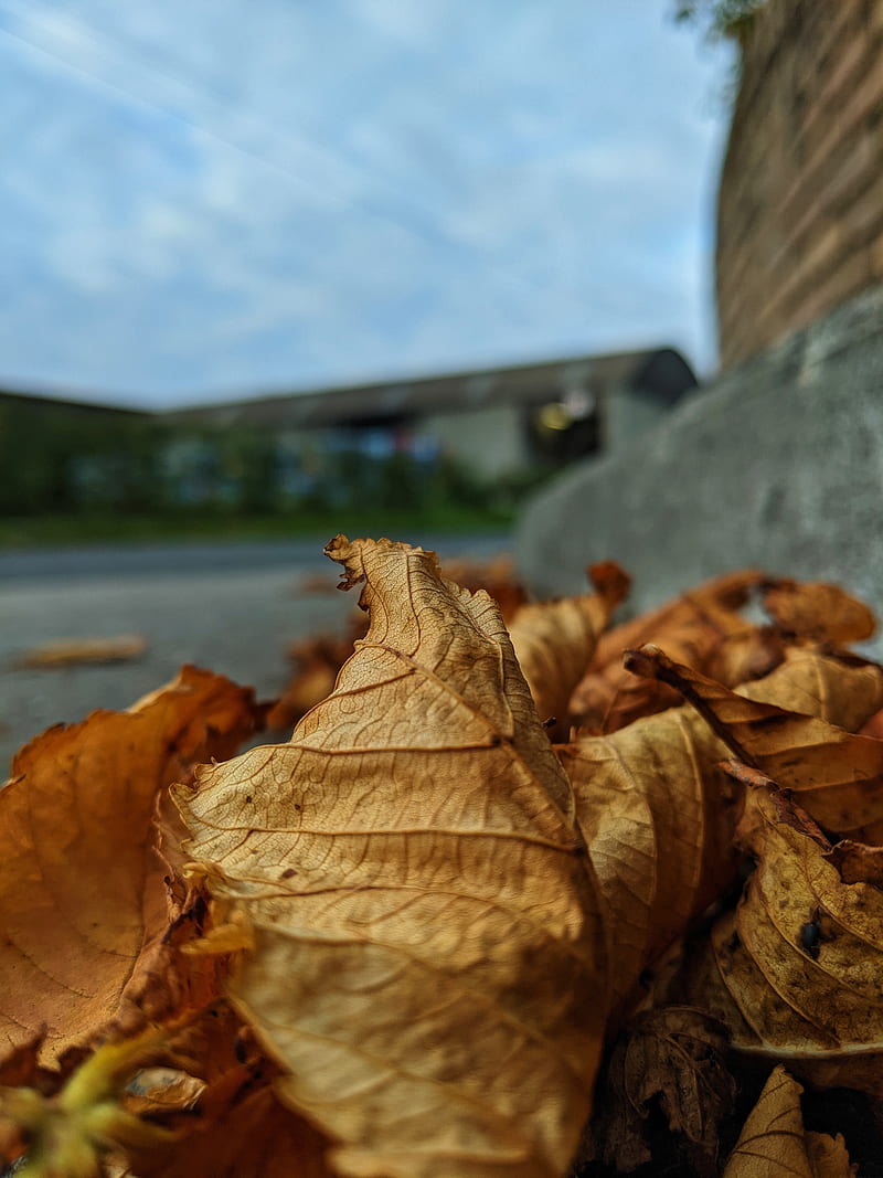 brown leaves on gray concrete wall, HD phone wallpaper