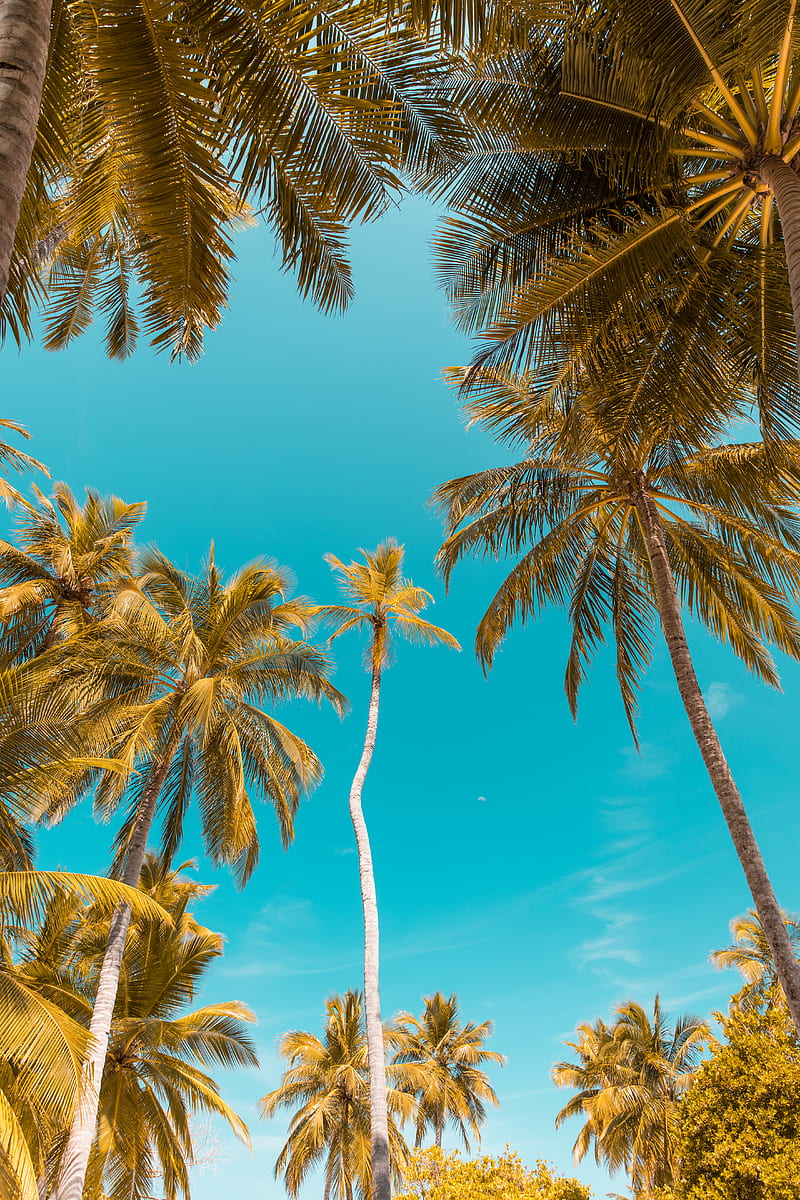 low-angle of coconut trees, HD phone wallpaper