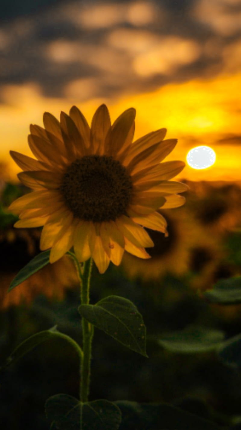 Gambar bunga matahari aesthetic