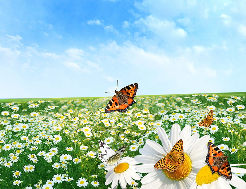 Spring Flowers with butterflies, Butterflies, Sky, Grass, Field, Nature, HD wallpaper