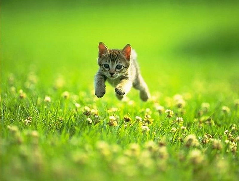 RUN, RUN LIKE THE WIND !, cat, run, grass, field, HD wallpaper